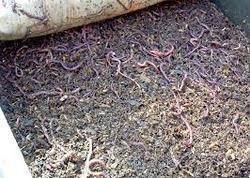 Vermicompost.jpg