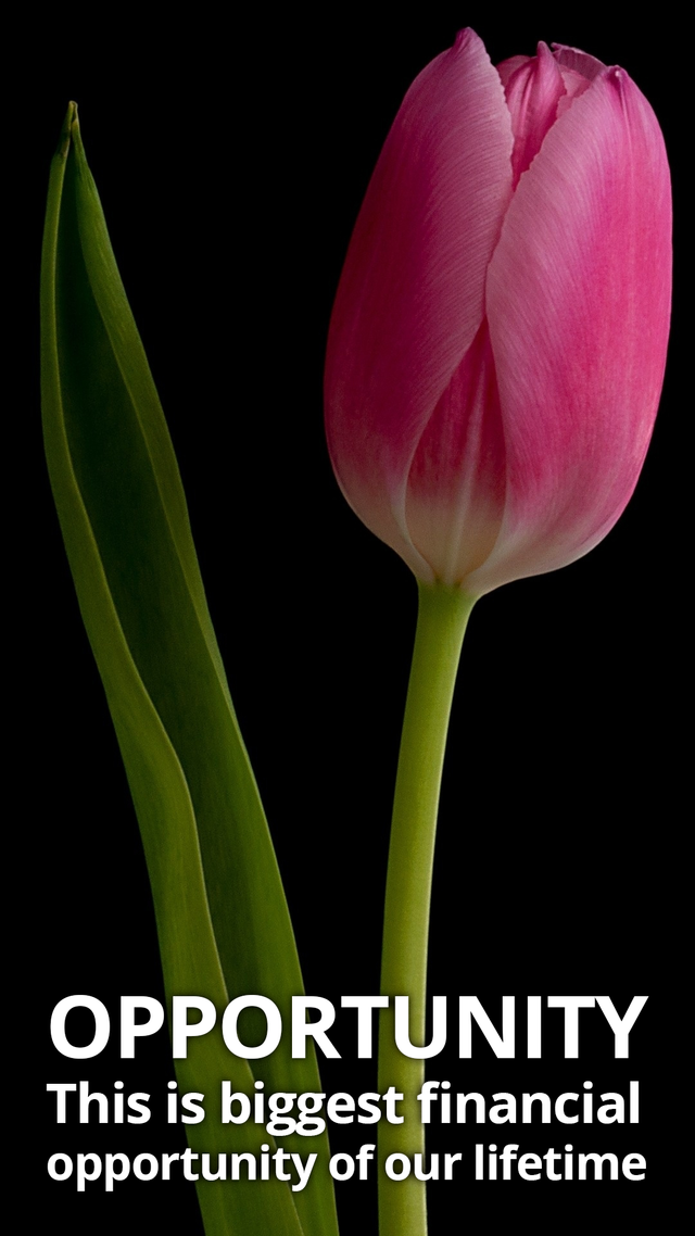 tulip1.png