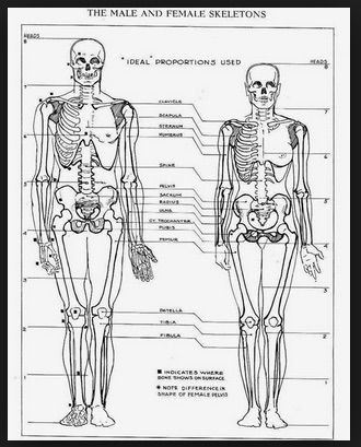 full skelton male:female conparison.jpg