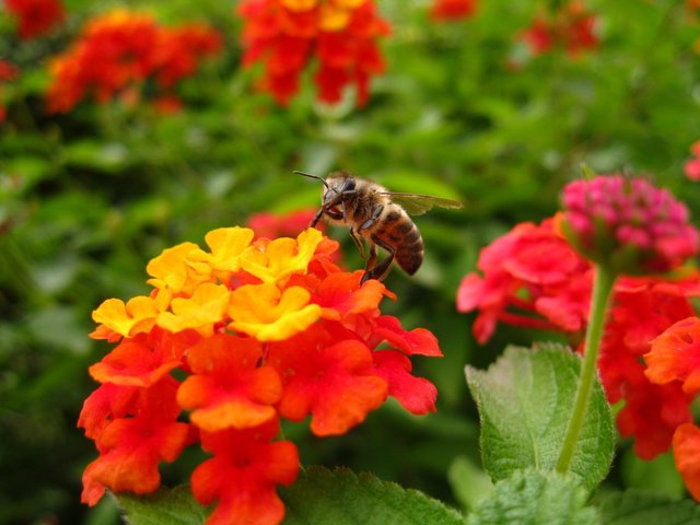 lantana_bee_flower_insect_color_orange_yellow_blossom-1100287.jpg!d.jpg