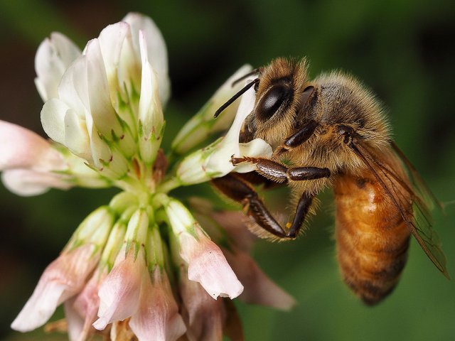 P6180611 bee.jpg