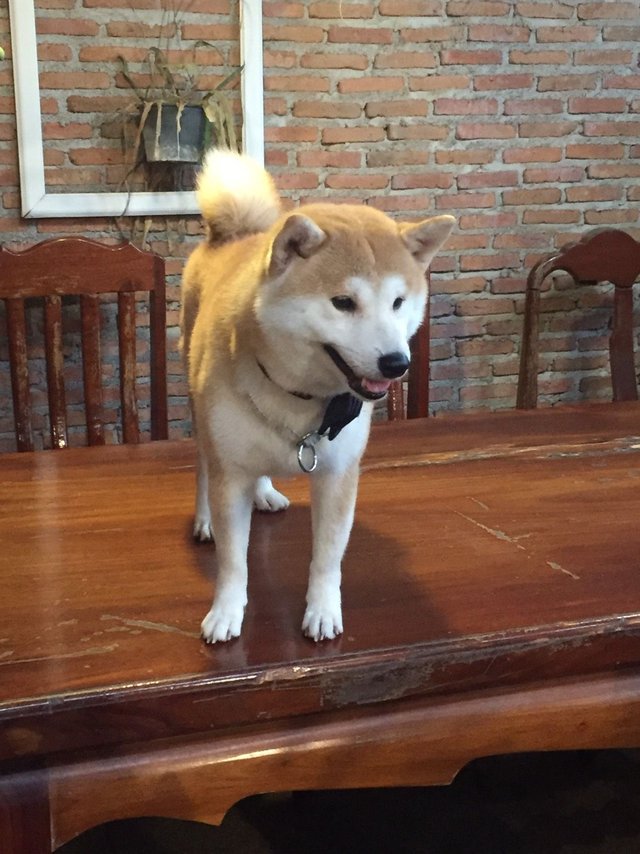 Shiba Inu3.jpg