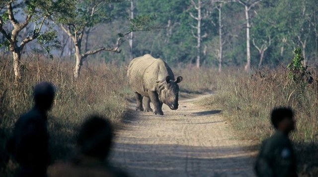 1486368391-rhino--getty.jpg