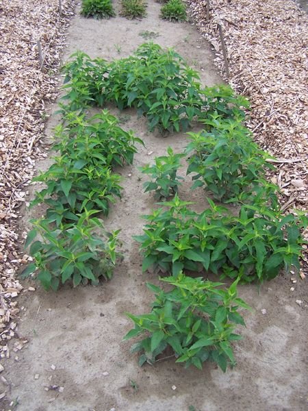 New Herb garden - bee balm crop August 2016.jpg