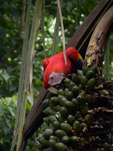 450px-Ara_macao_feeding_on_Attalea_fruits.jpg