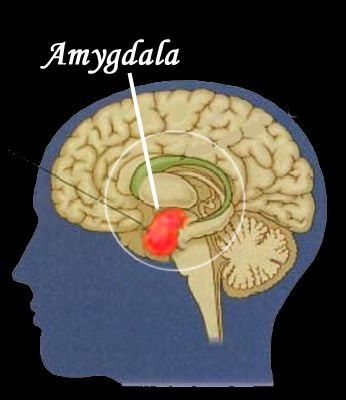 amygdala_alarm-copy.jpg