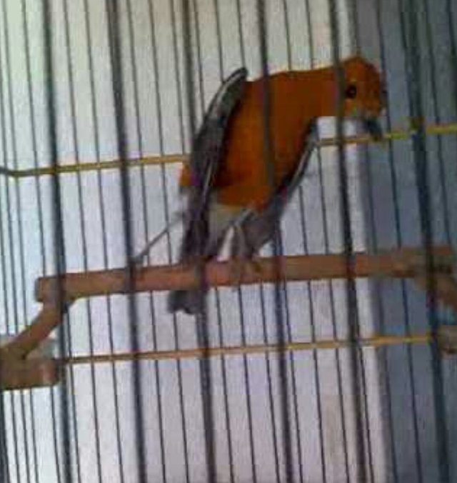 Red Anis Bird Mengenal Tentang Burung Anis Merah Indonesian