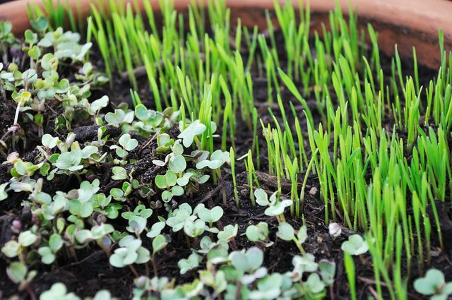 Growing-Greens-Pot-Sprouts-Microgreens-763457.jpg