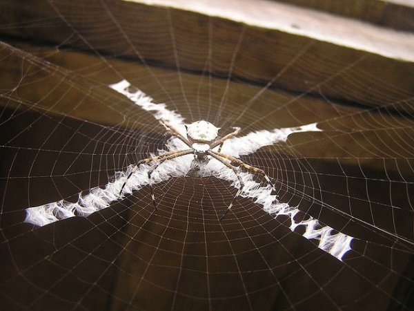 spiders-decorate-webs_10132_4_1512945472.jpg