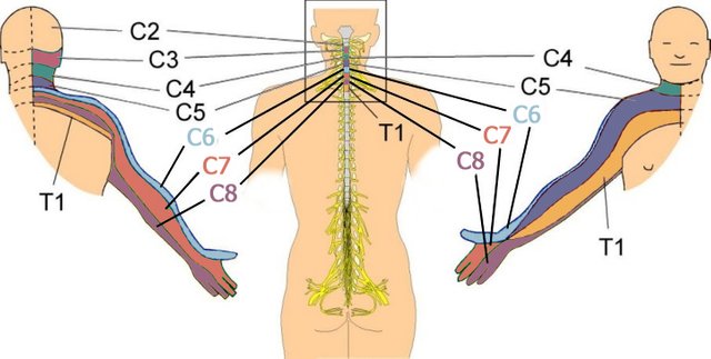 c1-8.jpg