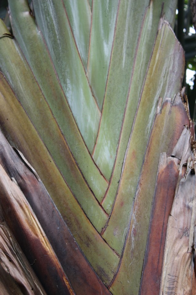 Andromeda Gardens - Traveller's Palm.JPG