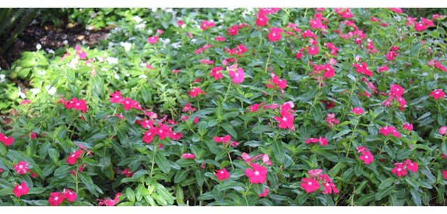 Vinca-Costa-Farms-Annual-Hero.jpg