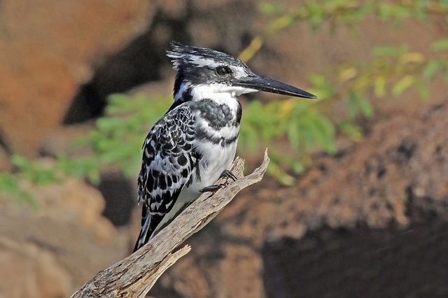 Pied_kingfisher_(Ceryle_rudis_rudis)_male_immature.jpg