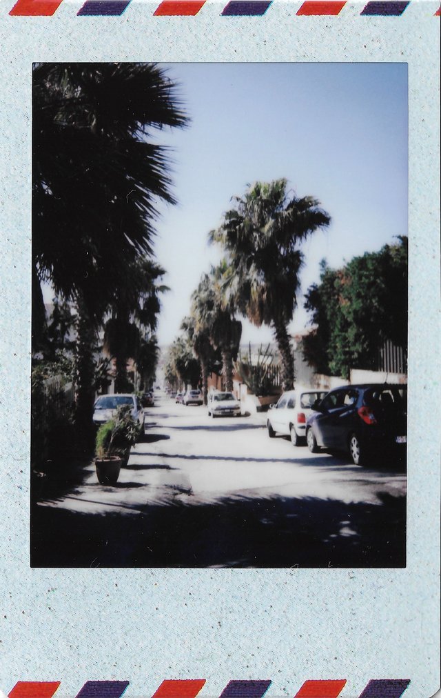 palmera.jpg