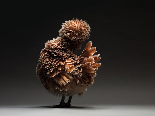 Most-Beautiful-Chickens-on-the-Planet-11.jpg