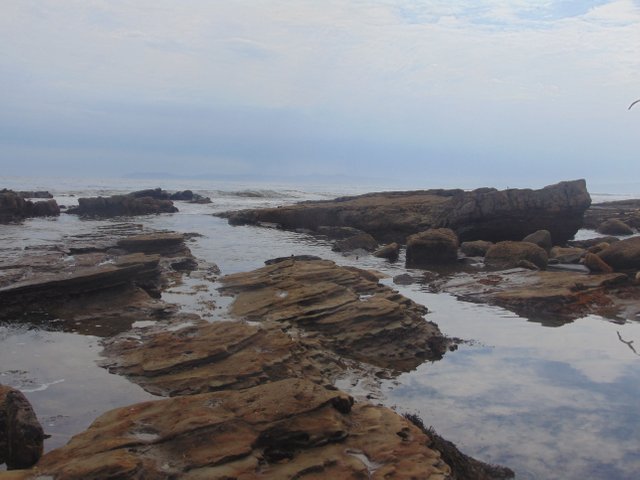 Tidepool scene.JPG