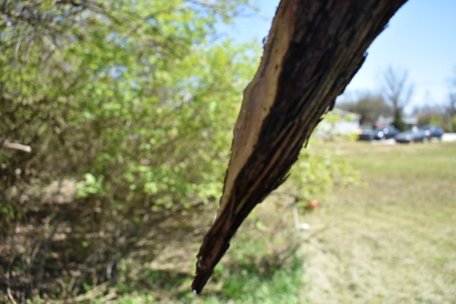 DSC_0168.JPG