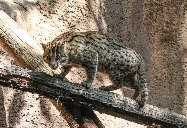 800px-Fishing_cat_in_San_Diego_Zoo.jpg