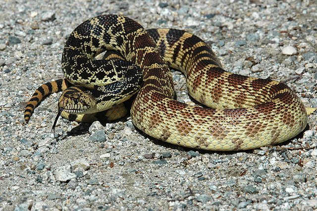 Bull_Snake_Colorado_.jpg