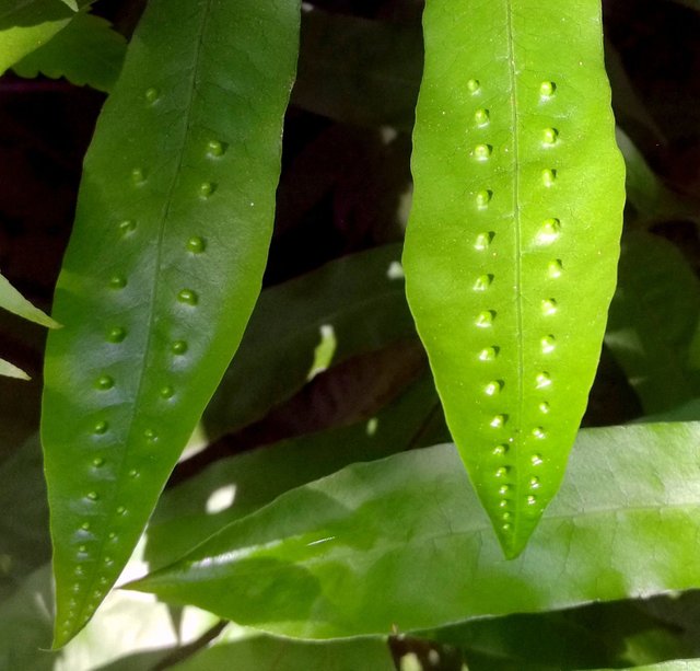 Green leafs with dots.jpg