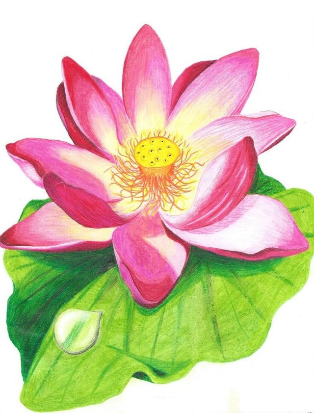 Easy Beautiful Flower Drawing Ideas – ATX Fine Arts-saigonsouth.com.vn
