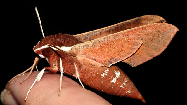 Insects Lepidoptera Sphingidae Hippotion scrofa Coprosma Hawk Moth MV BY Tas 2018-01-21 n2.jpg