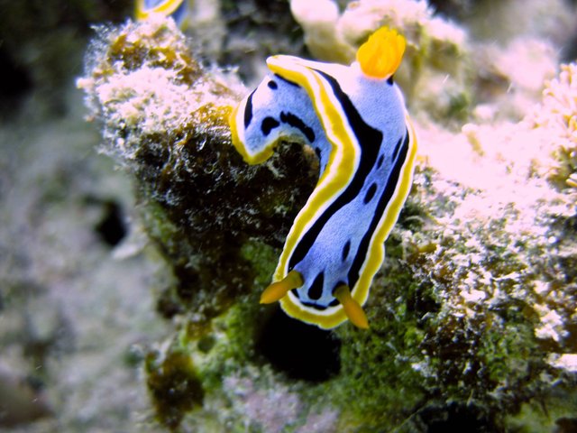 nudi.jpeg