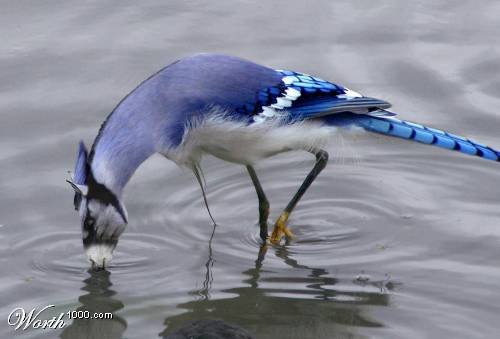 Blue Horse Crane.jpg