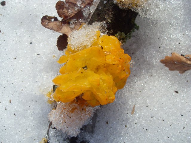 SDC12691.JPG