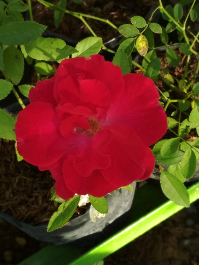 IMG_20170703_173855.jpg