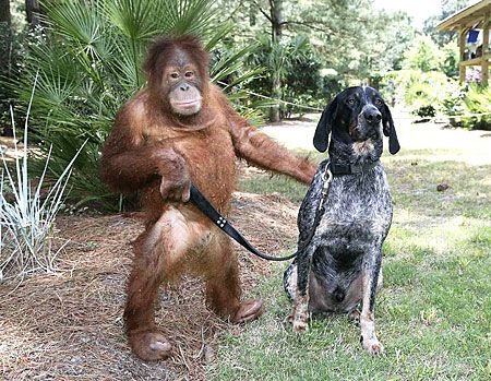 monkey and dog.jpg