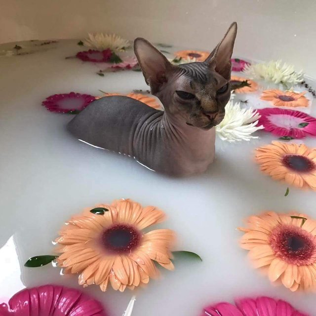287o0ga00dr01.jpg