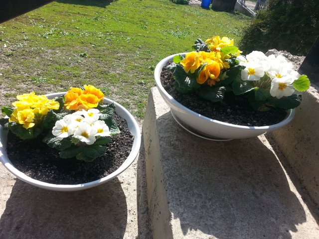 20180412_105016.jpg