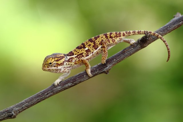 one upset Baby Flap Neck Chameleon