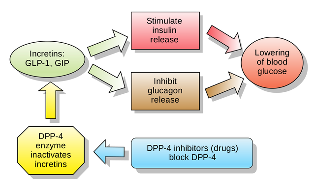 Incretins_and_DPP_4_inhibitors.svg.png