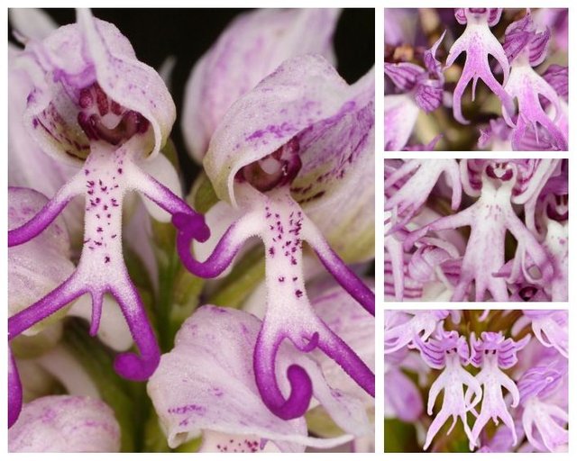 Naked-Man-Orchid.jpg