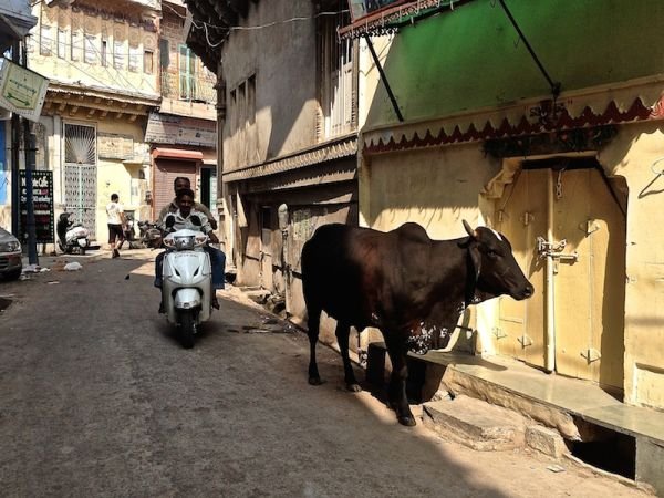 12-Cow-in-street.jpg