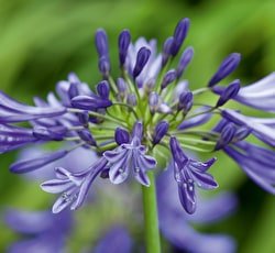 250x230.fit.how-to-grow-agapanthus.jpg