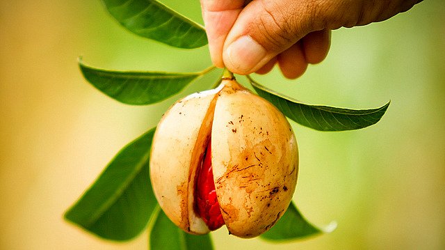 Buah Pala (nutmeg).jpg