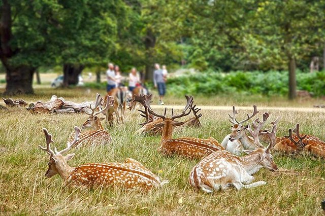 richmond-park-fallow-deer-in-richmond-park.jpg