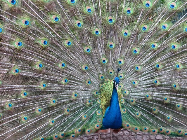 peacock-bird-plumage-color-53184.jpeg