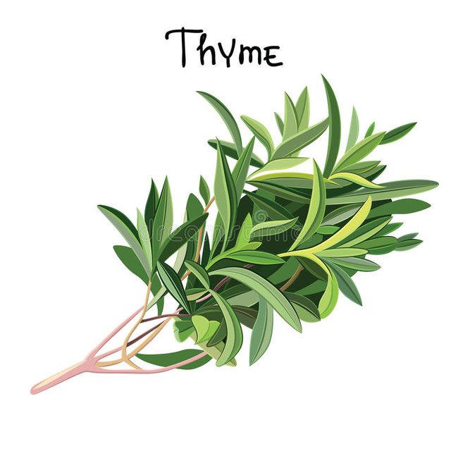 fresh-thyme-flowering-vector-illustration-49978536.jpg