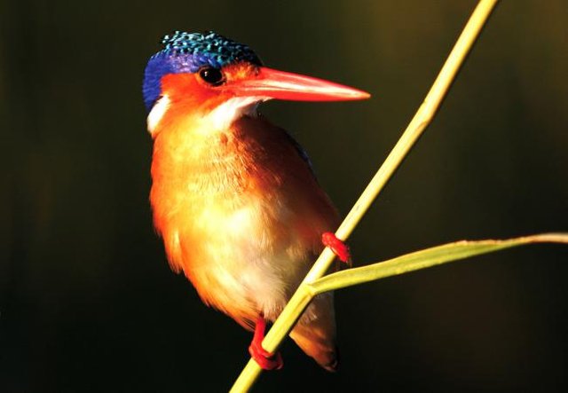 okavango birds.jpg