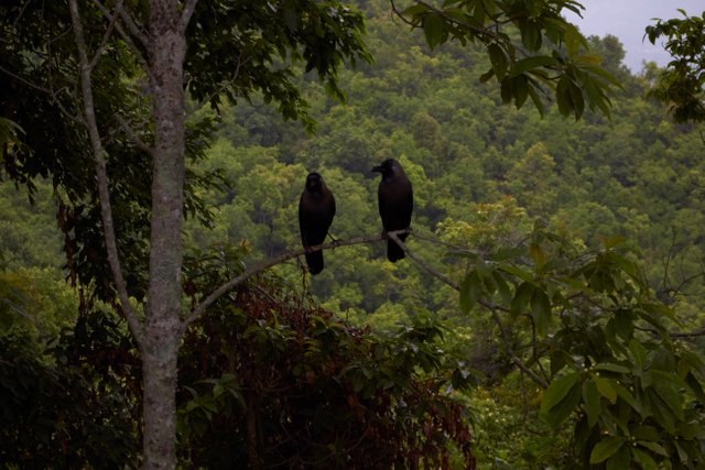 Nepal Birds.jpg