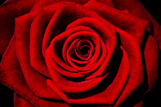 red-rose-1347966359HaB.jpg