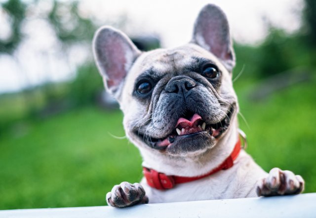 french-bulldog-summer-smile-joy-160846.jpeg