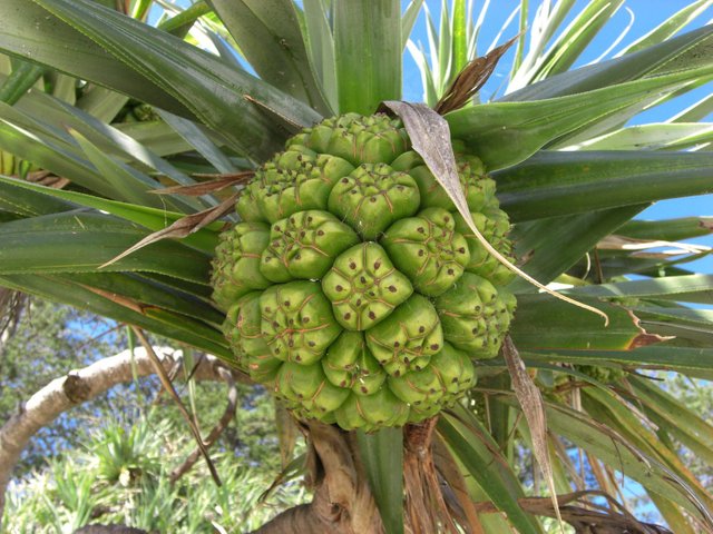 Pandanus_tectorius_NSW.jpg