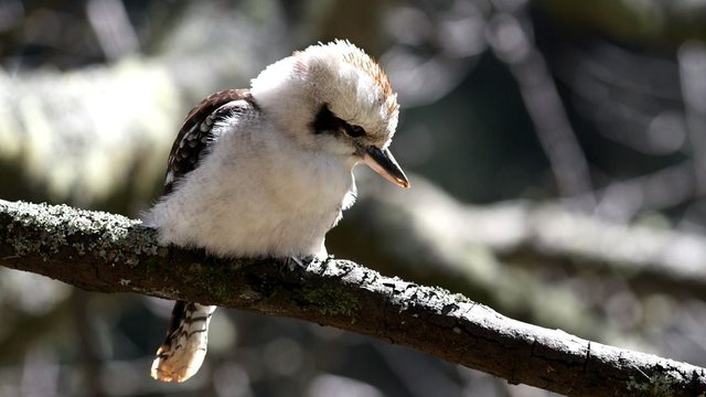 Kookaburra Fern Glade Tas.jpg