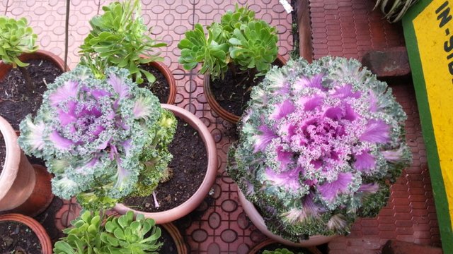 Brassica_oleracea,_Bryant_Park,_Kodaikanal,_India.jpg