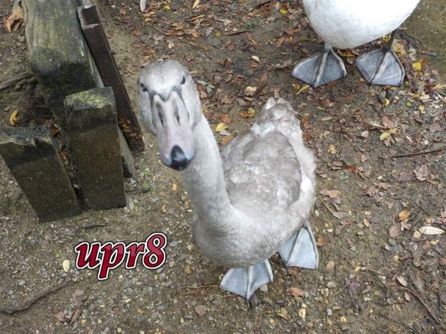 sam-the-cygnet-says-hello.jpg